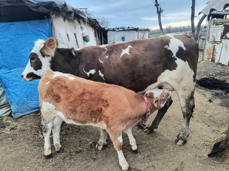 Vacă bălțată Cu vițea după ia