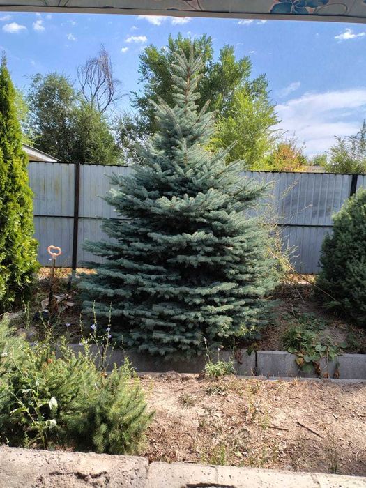 Смаракта и голубая ель