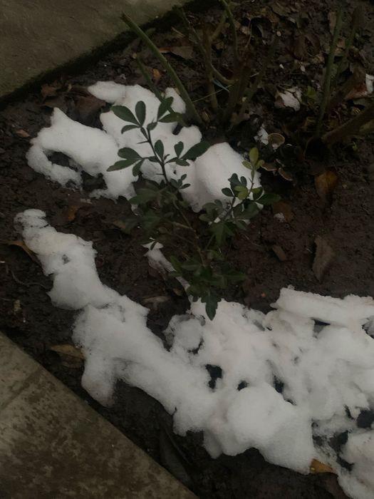 Lămâi trifoliat - Poncirus Trifoliata