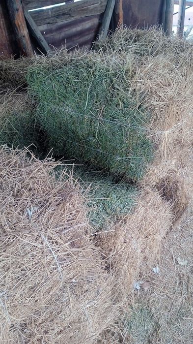 Жоңышқа. Шөп. 2орым