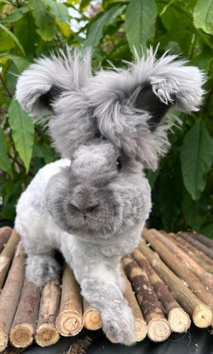 Iepurasi Angora Englezeasca