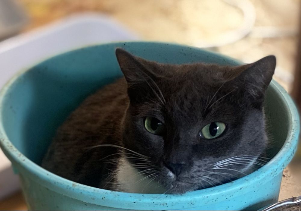 Котики и кошки мышелоы