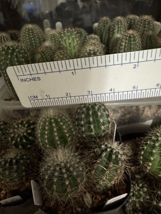 Кактусы , суккуленты