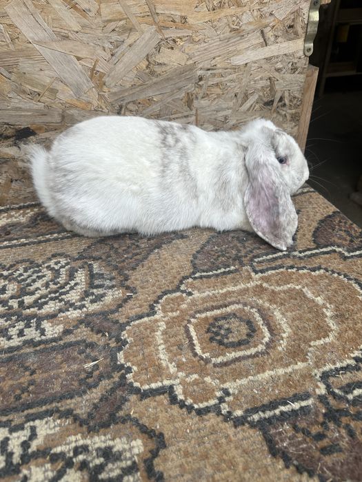 Iepuri berbec german