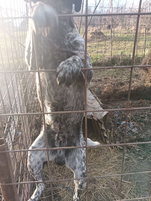 Cîne de vînătoare 2 ani