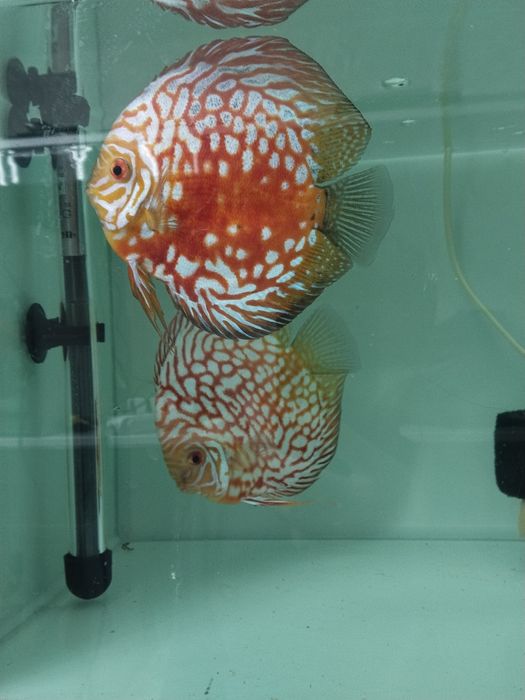 Дискус рабочий пара привазной