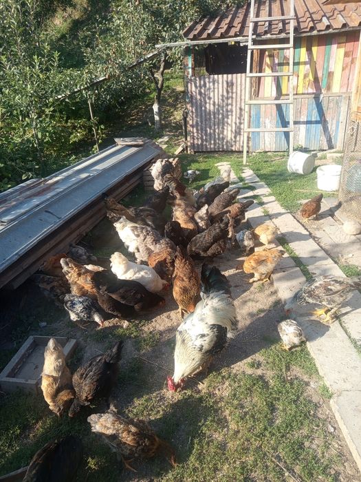 Продам курей домашние