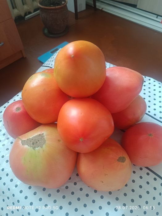 Продам помидоры домашние