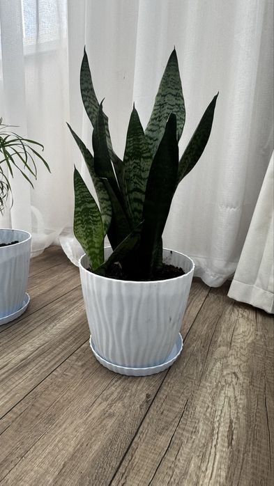 Продаётся комнатное растение – Сансевиерия. Щучий хвост