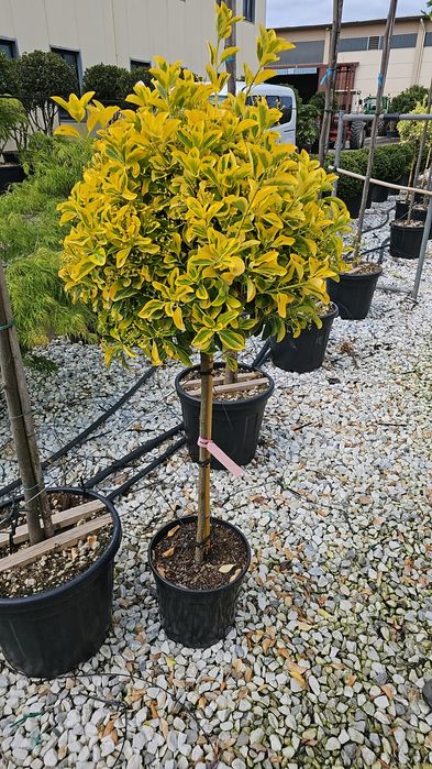 Palmier cycas- magnolie - cedru pe dular - artar rosu  japonez