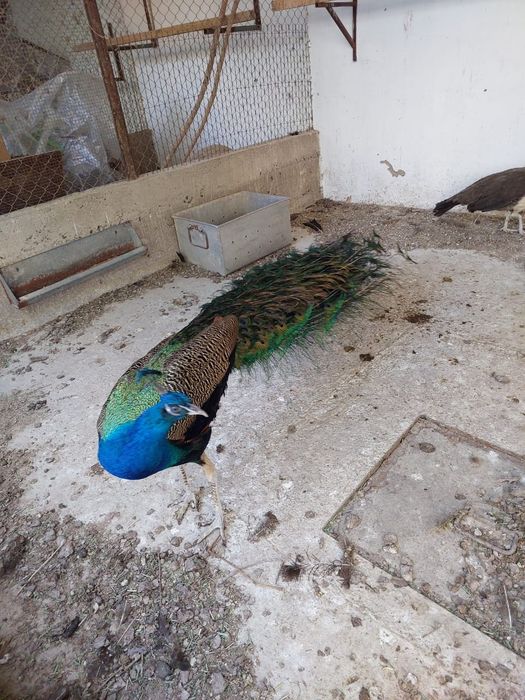 Павлины  продам...