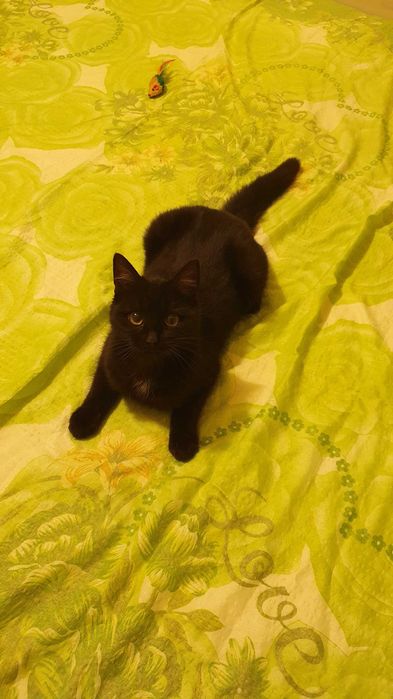 Черна котка на 6 мес. търси дом