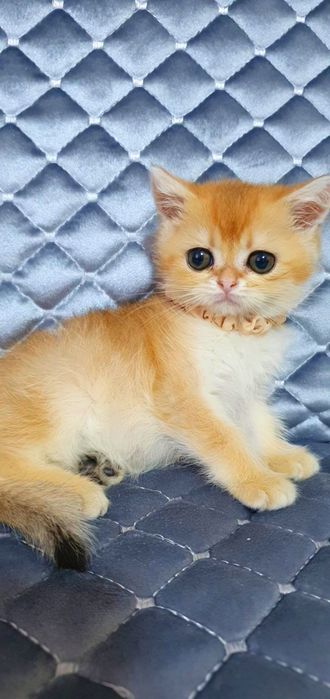 Zalatistiy shinshila ny12 sotiladi