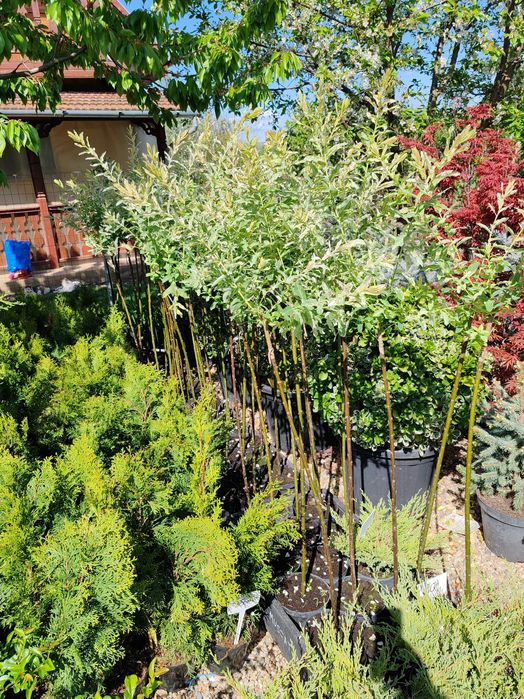 salcie japoneza la ghiveci tufa sau pom