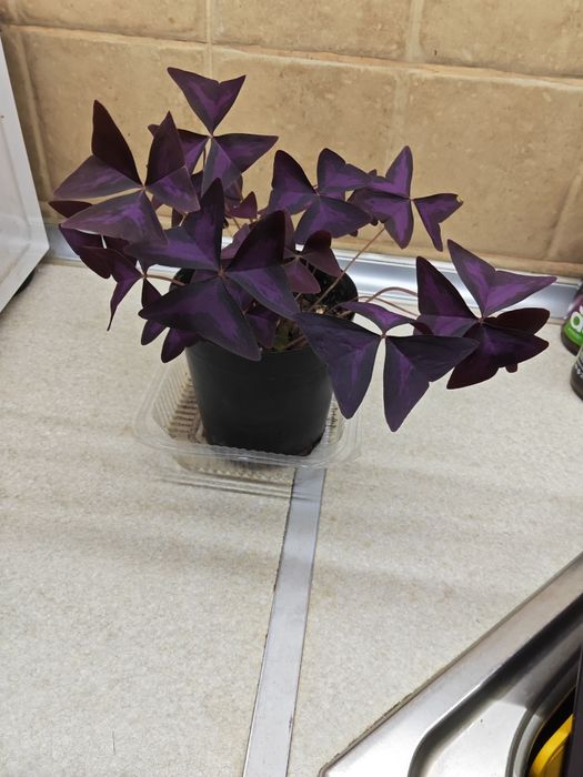 Кислица батерфляй оксалис