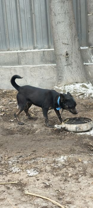 Собака German Shepherd