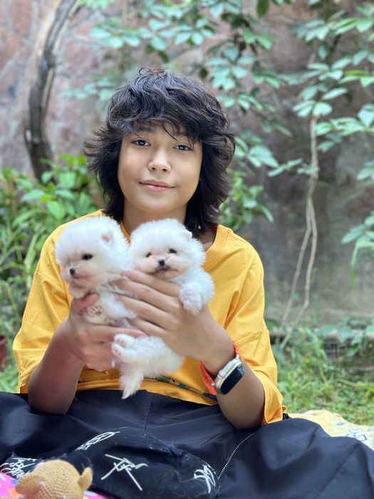 Померанский шпицы