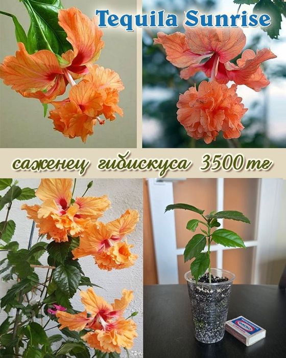 Продам сортовые гибискусы