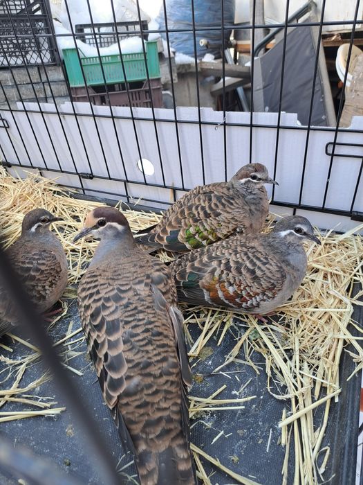 Turturele aripa de bronz