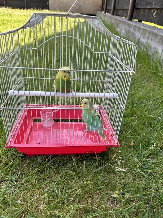 Papagali perusi cu colivie completa si accesorii