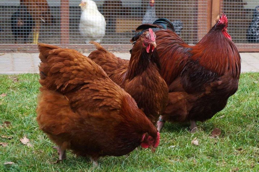 Продавам или заменям изброените продукти за изброените видове птици или други кти , за