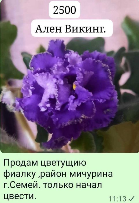 фиалки сортовые цветущие
