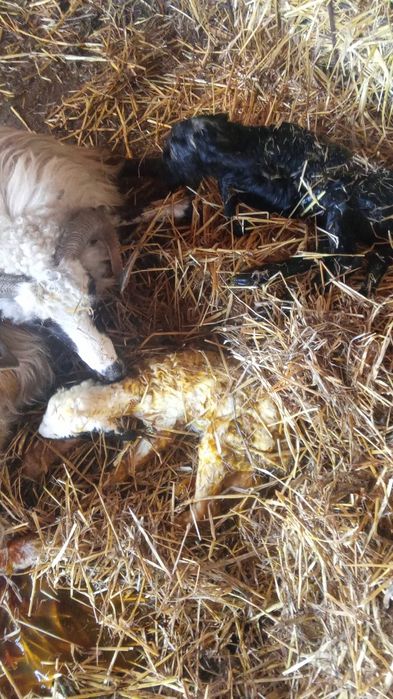 Miei mici de vânzare