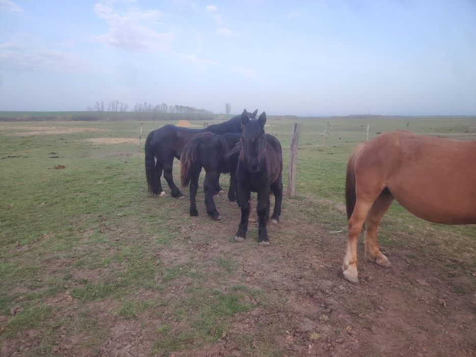 Manze negre din părinți de rasa