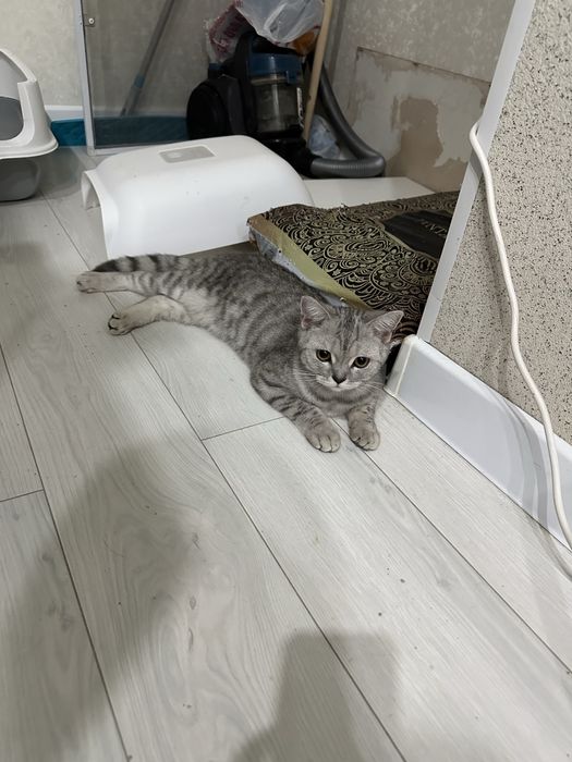 Шотландская кошка