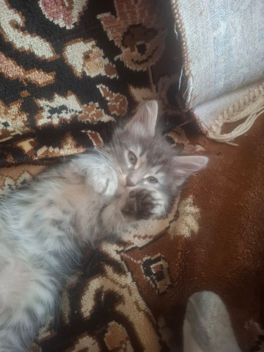 Отдам котят в добрые руки