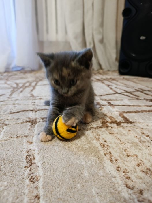 Его просто выбросили. Ищет хозяина. Алматы