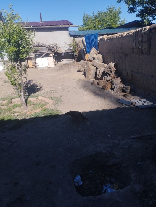 Дакан куры 2 шт ест