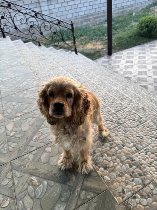 Продам англиски кокер спаниель