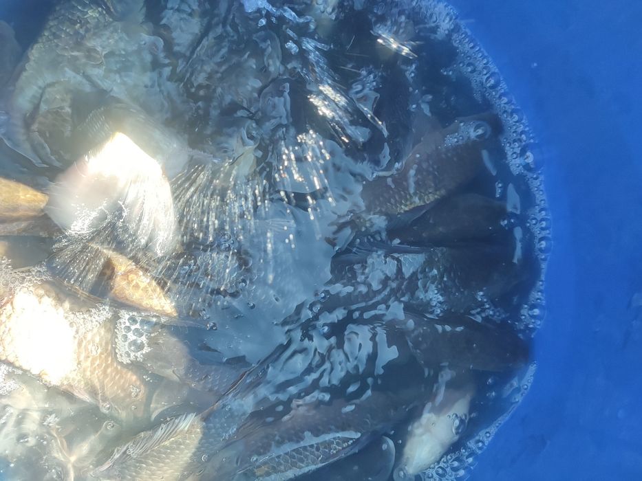 Карась живой сладкий