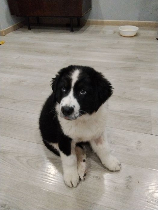 Отдаю щенка в добрые руки!