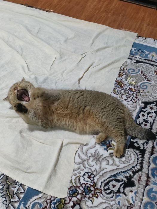 Золотая шиншила мальчик