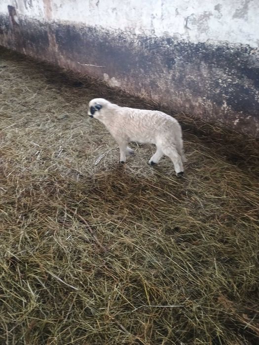 Vând 10 oi ,6 îs fătate