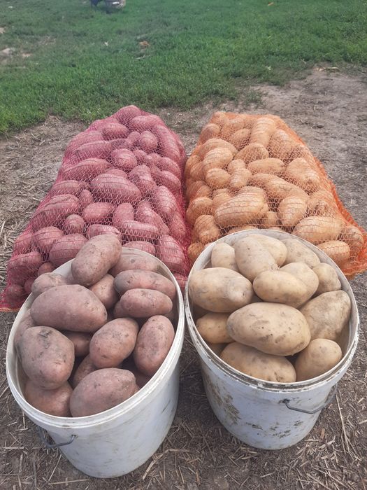 Cartofi consum rosii si albi