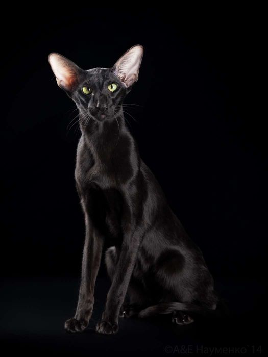 Чёрные Эбони- Ориенталы! КОТЯТА-