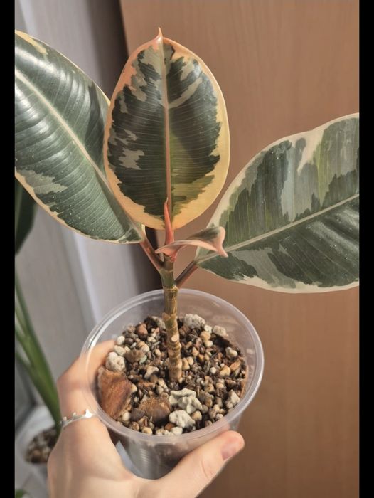 Фикус Белиз пересаженный