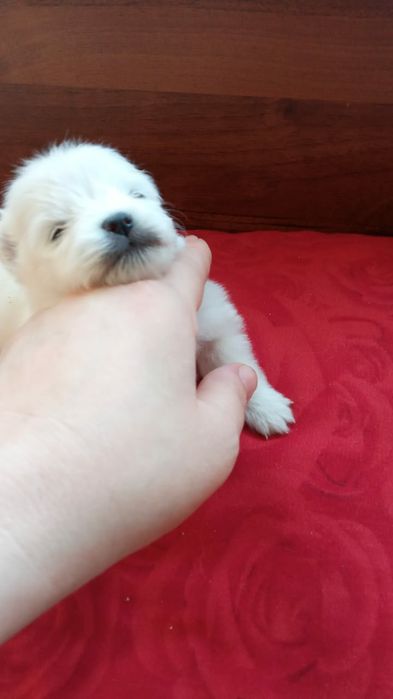 Продам щенков шпица.