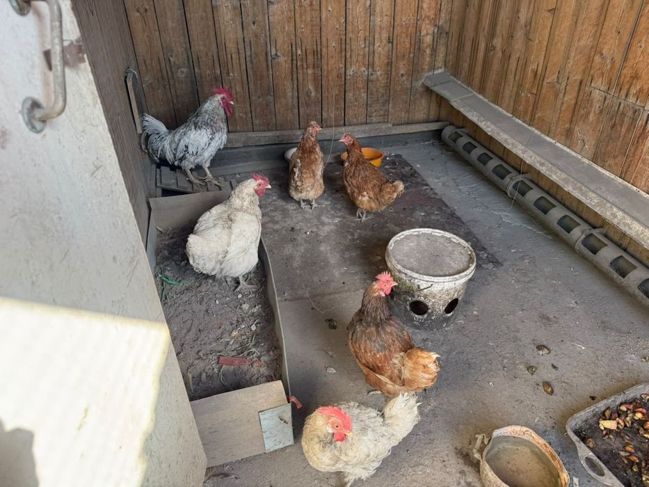 Продам кур и петух