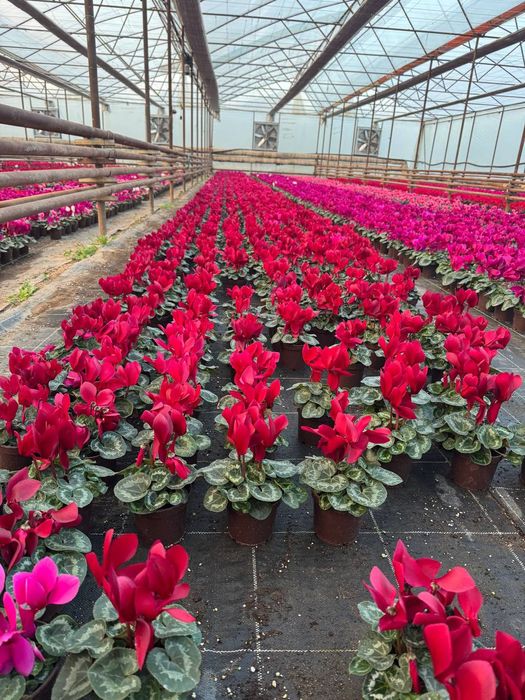 Siklamen Primula Geran gullari sotiladi
