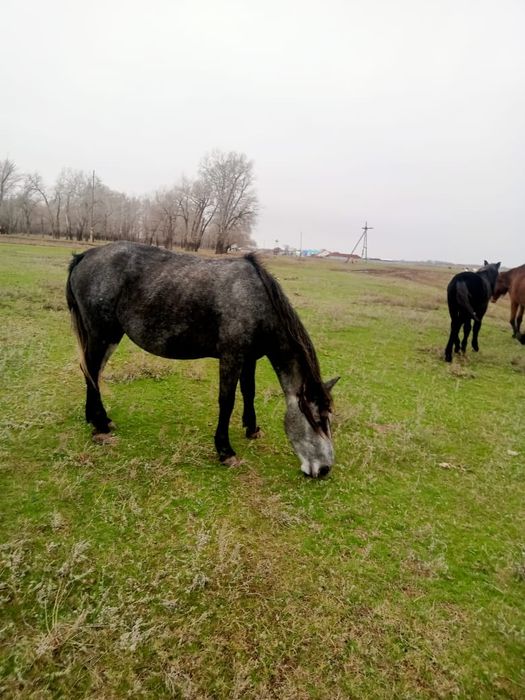 Продам кобылу срочно, только сегодня за 480000 тысяч,званите пищите