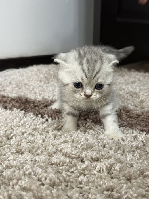 Продам котят шотландцев ,вислоухих
