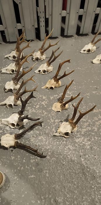 Trofee  pentru capra anul nou caprior