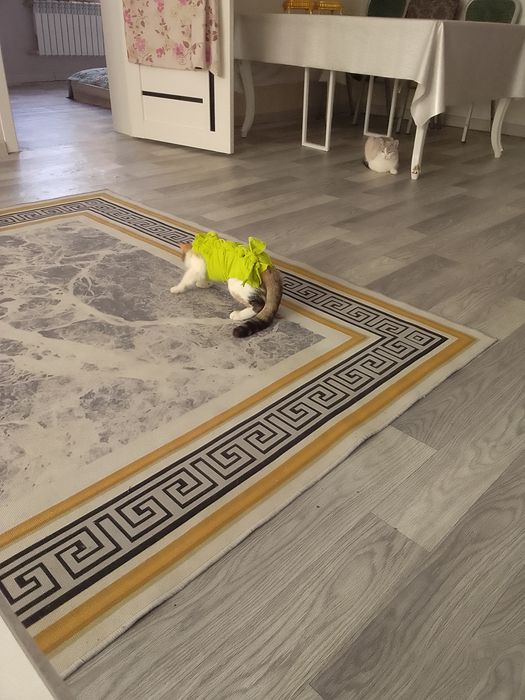 Отдам в добрые руки