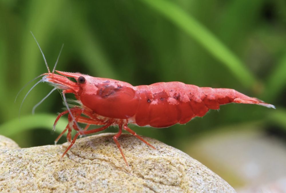 Креветки для аквариума 1 см – размножаются и чистят дно аквариума