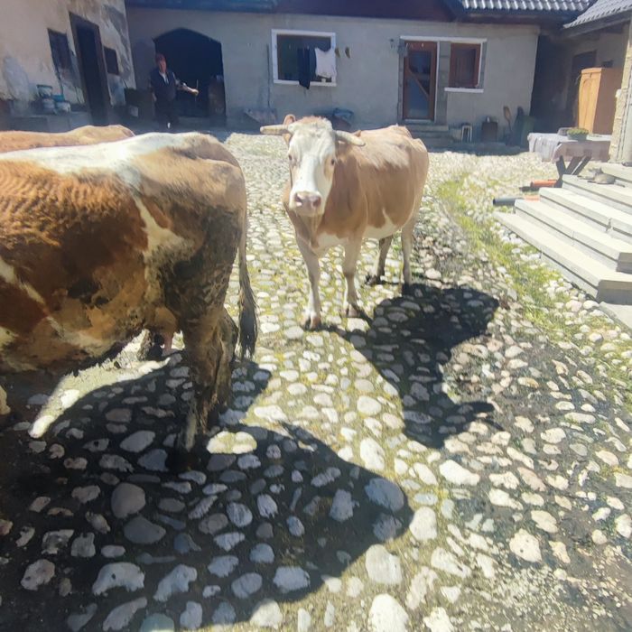 Vând Vacă pentru lapte