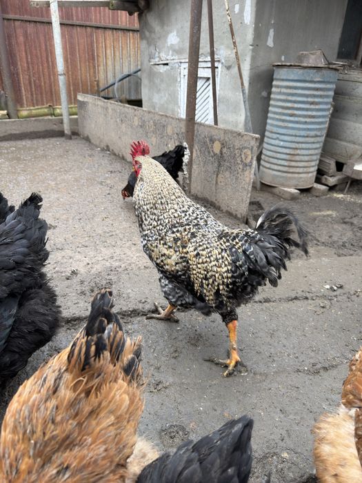 Cocosi din Iunie 2025